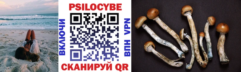 Купить где  Жиздра  Псилоцибиновые грибы ЛСД 